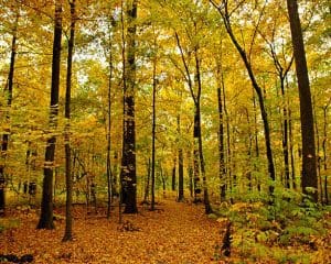 Wesselman Woods Nature Preserve