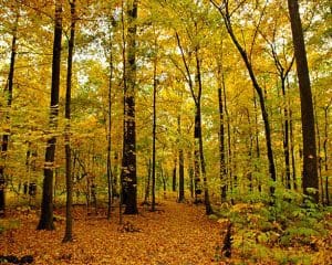 Wesselman Woods Nature Preserve