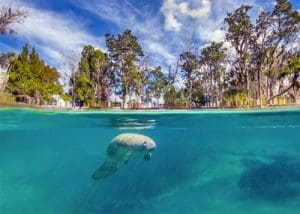 Manatee Park