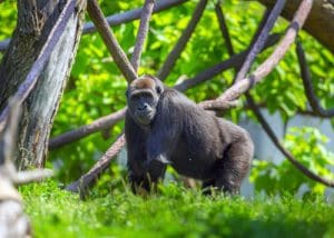 Lincoln Park Zoo