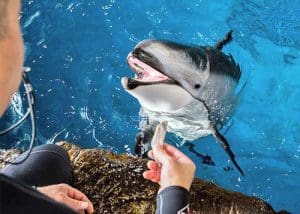 Shedd Aquarium