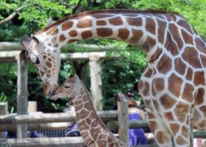 Brookfield Zoo